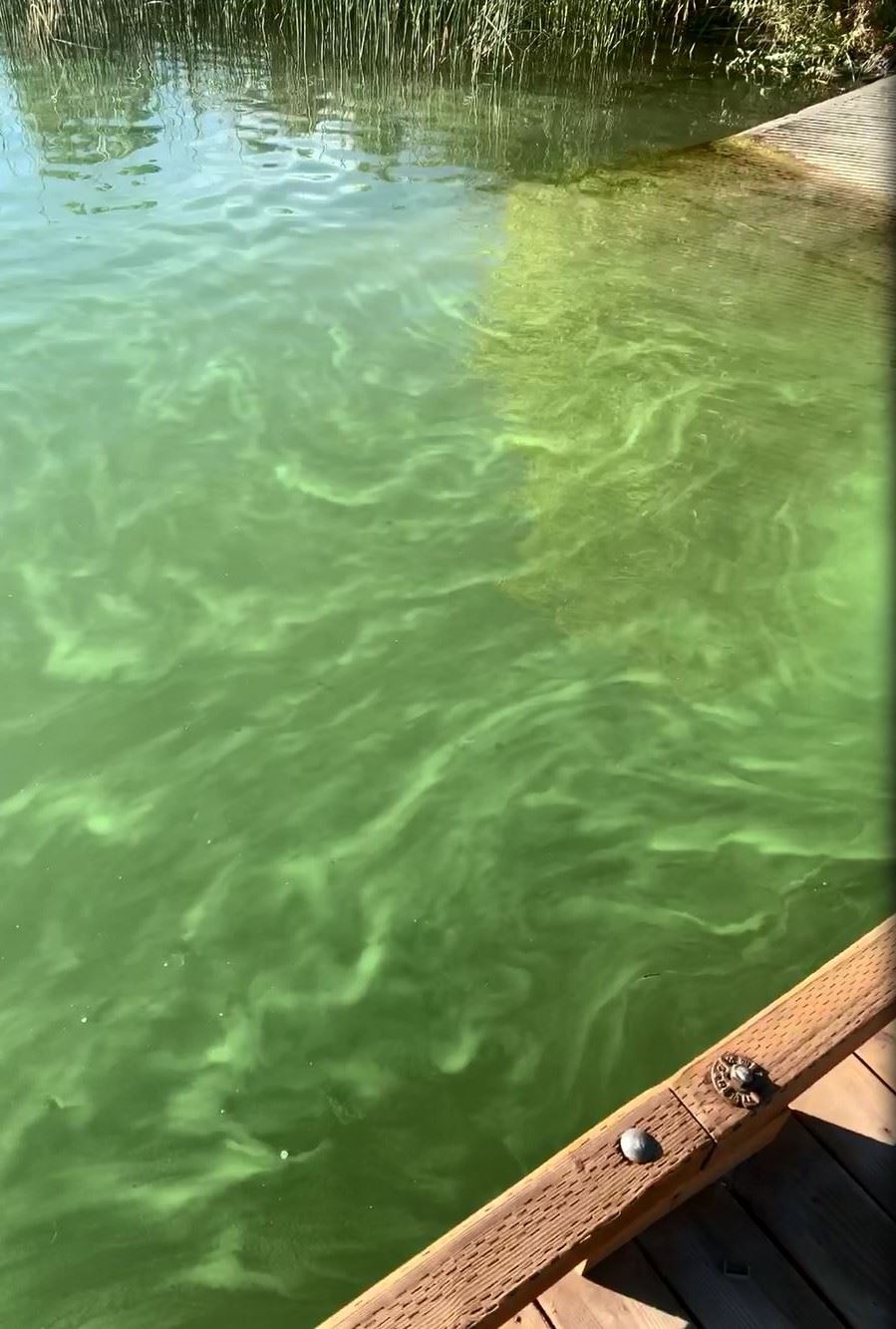 Cyanobacteria Bloom (Blue Heron Park, 2019)